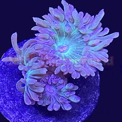 This Australian Duncans coral has an obvious branching form.